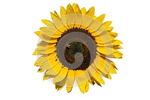 Sunflower on white background