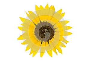 Sunflower on White Background