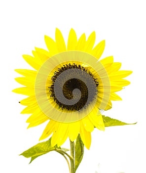 Sunflower on white background