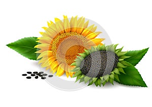 Sunflower on white background