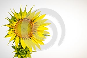 Sunflower on white background2