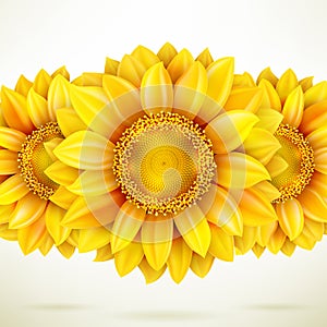Sunflower on white background. EPS 10