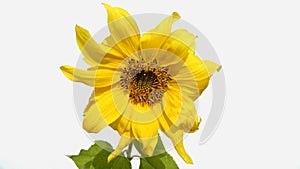 Sunflower in white background photo