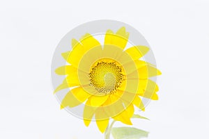 Sunflower on white background photo