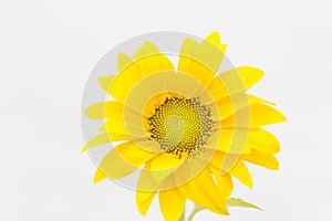 Sunflower on white background