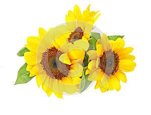 Sunflower in a white background