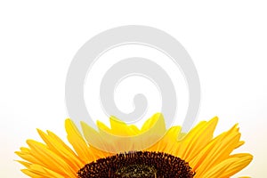 Sunflower on a white blackground