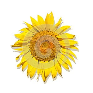 Sunflower on a white isolated background