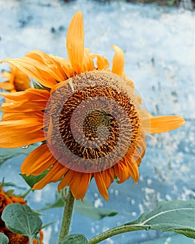 Sunflower white raining in the morning