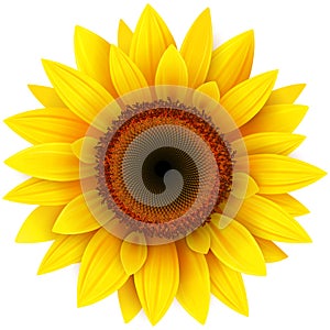 Sunflower photo