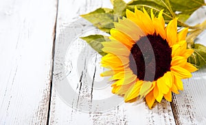 Sunflower on white wooden background