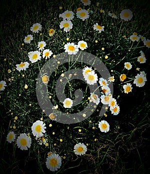 Sunflower with whitish pop color