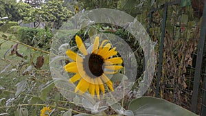 Sunflower in the wild and on solo plant