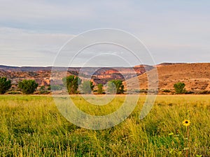 Sunflower Wilderness View