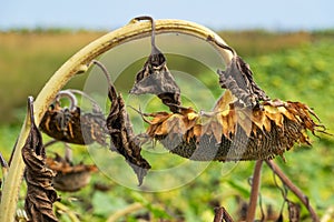 Sunflower Wilted