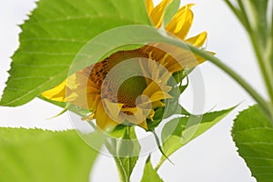 Sunflower in the Wind