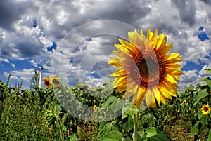 Sunflower and wind generator