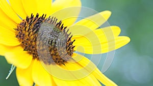 Sunflower Wind Super Slow Motion