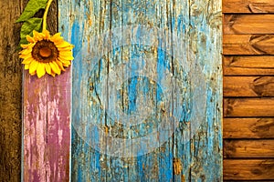 Sunflower wooden background