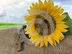 Sunflower and wooden rosary with Jesus Christ holy cross crucifix on a field. Praying rosary concept The Catholic symbol of faith