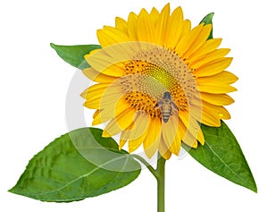 Sunflower and working bee isolated on white background