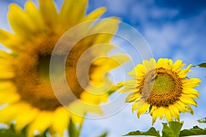 Sunflower and worm