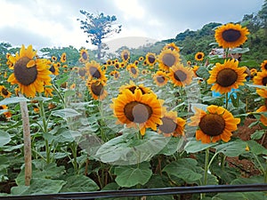 Sunflower at Yamang Bukid, Palawan, Philippines
