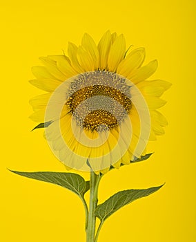 Sunflower on a yellow background