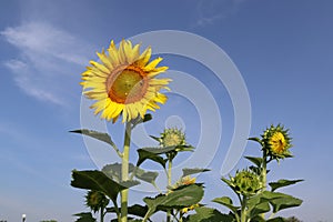 Sunflower yellow blooming on green leaves with bees flying in sunflower field at public park isolated on blue sky background close