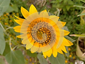 Sunflower yellow colour and Aura