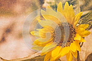 Sunflower yellow flower with dirty texture filter color tone vintage