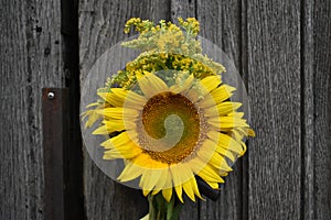 Sunflower with yellow flowers on the old wooden door