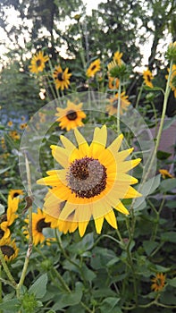 Sunflower yellow flowers yellowflowers beautiful