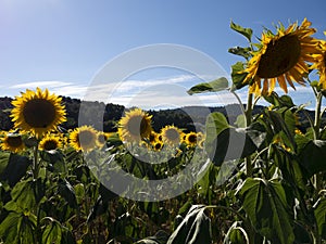 Sunflower yellow in an open field under the sun