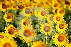 Sunflower yellow and orange colorful in blossom season of sunflower during summer in country farm, field for organic seed crop and