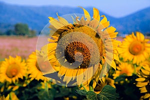 Sunflower with yellow petals blooming in the sun.