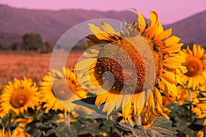 Sunflower with yellow petals blooming in the sun.