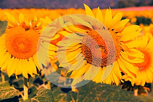 Sunflower with yellow petals blooming in the sun.