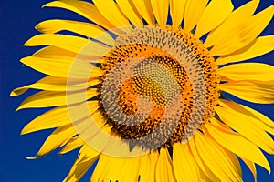 Sunflower with yellow petals blooming in the sun.