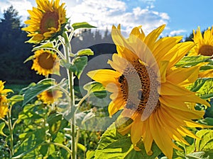 Sunflower with yellow petals with bumblebee insects, against a background of forest and blue sky