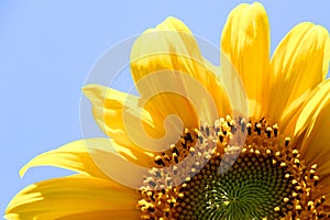 Sunflower photo