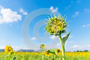 Sunflower young bud blooming