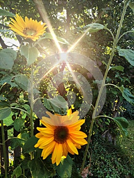 Sunflower zonnebloem sunrise photo