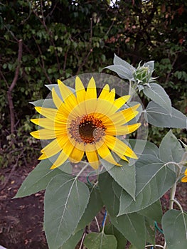 SunflowerBloom