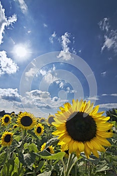 Sunflowers