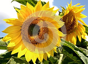 Sunflowers