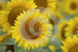 Sunflowers photo