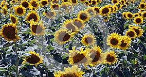 Sunflowers