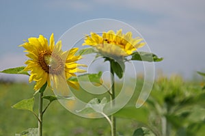 Sunflowers