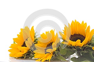 Sunflowers photo